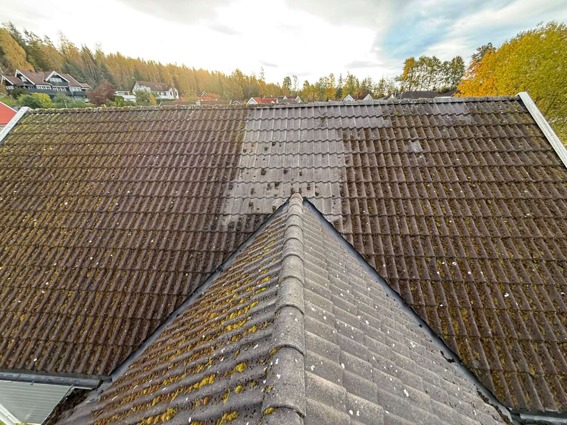 Tak dekket av mose og alger mellom taksteinen, sett ovenfra